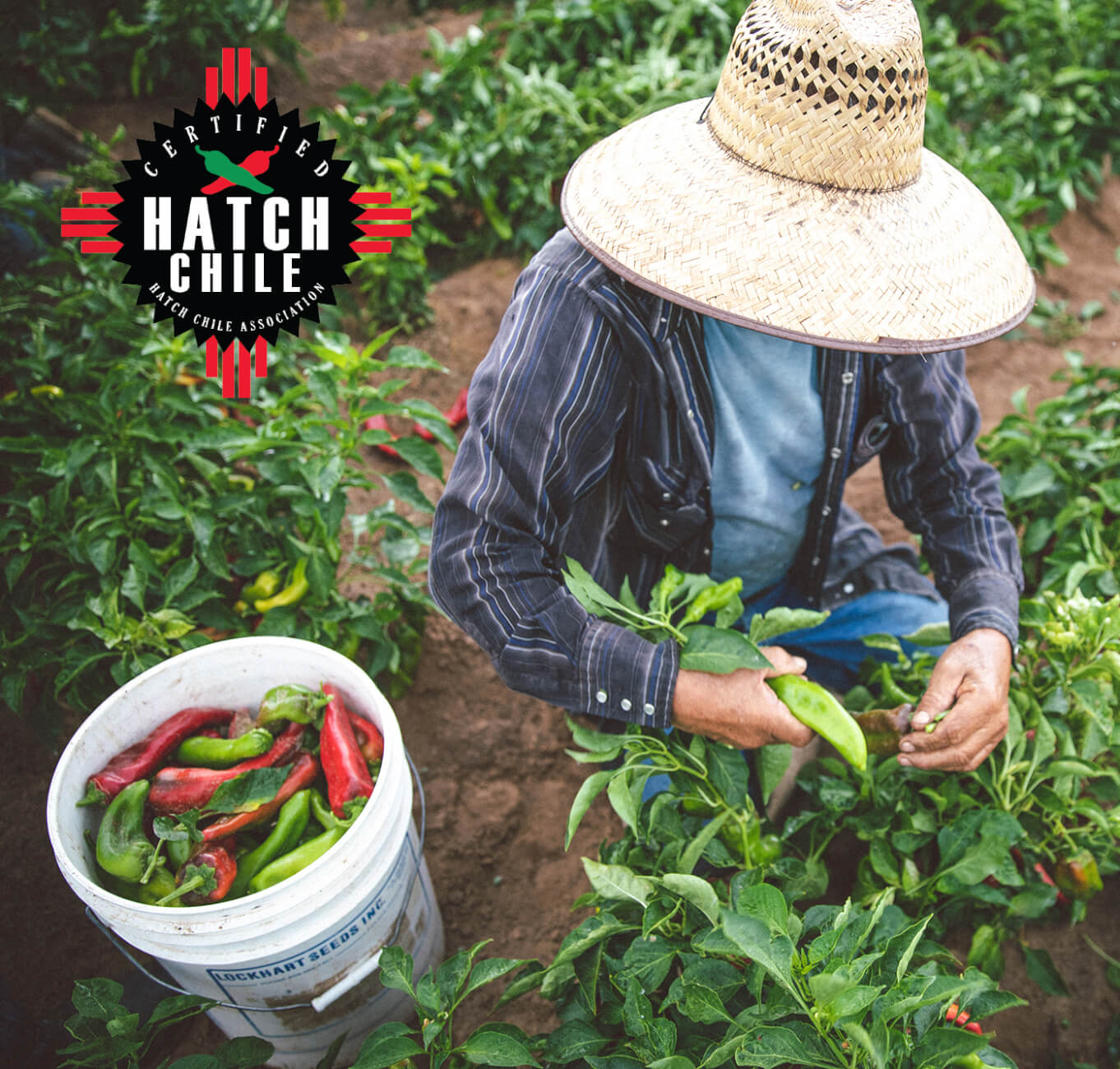 Hatch Green Chiles being picked