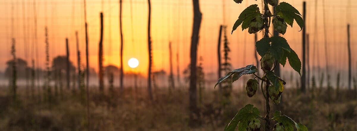 Bells-Brewing-Company-hop-fields-1200x440_c